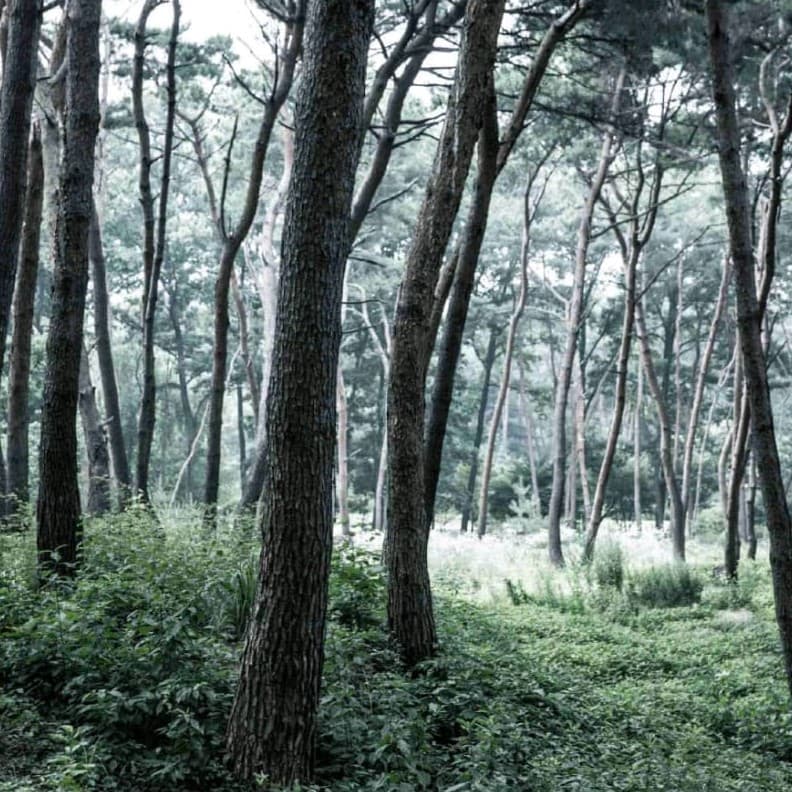 Forest of Stillness Wallpaper - Non Woven (Premium)