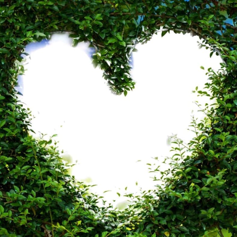 Green Love Frame Wallpaper - Non Woven (Premium)