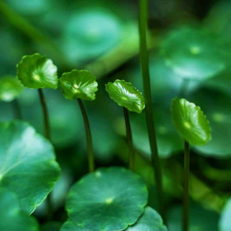 Pure Nature Rise Wallpaper - Non Woven (Premium)